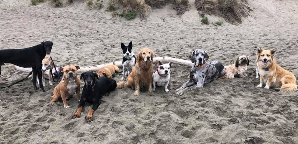 Just Saved Just Sold Just Saved - Dogs